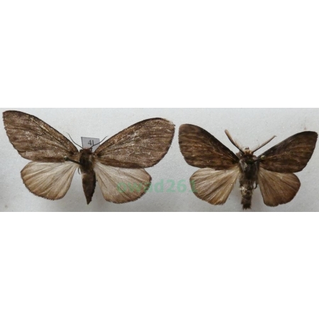 Lymantria monacha (Linnaeus, 1758) pair Brudnica mniszka Czech4l
